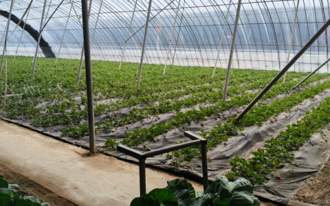 曲阜师范大学：生态种植守护良田，农旅共生赋能乡村振兴