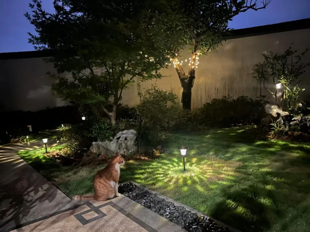 年轻人不买房，花几十万租房