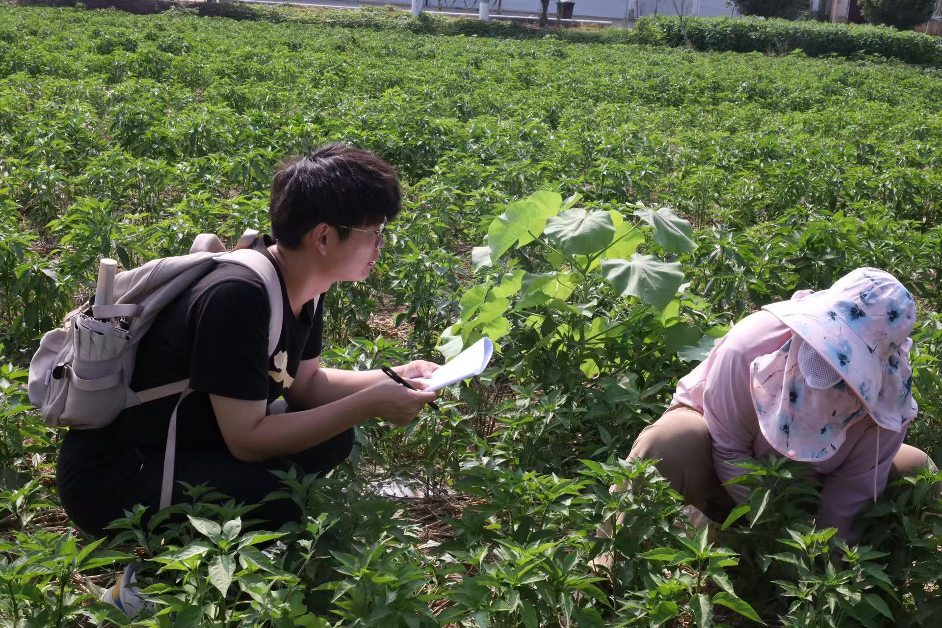 曲阜师范大学：特色种养添活力，产业赋能助振兴